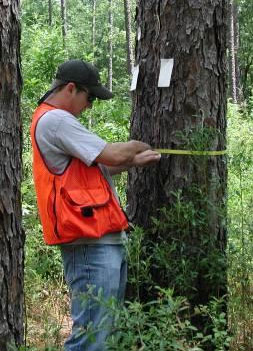 Gozdarski meter merjenje debeline drevesa