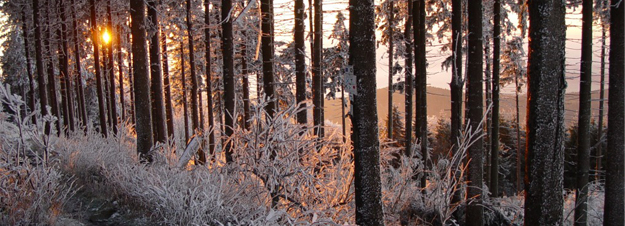 Gozd gozdarstvo gozdarska merila